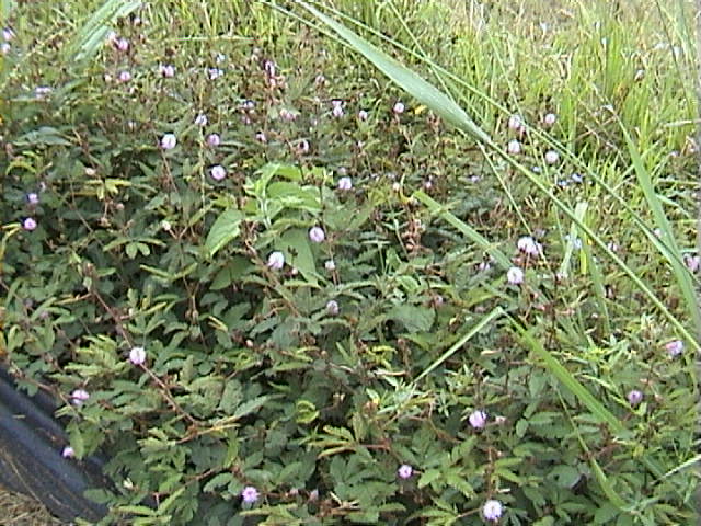 Mimosa sensitive 01.jpg